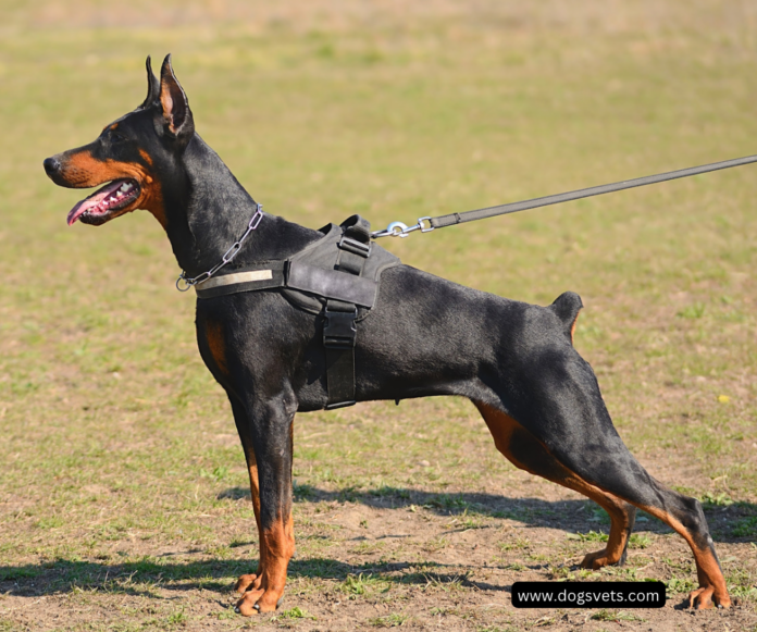 Discover the Doberman Pinscher: A Powerful and Intelligent Breed